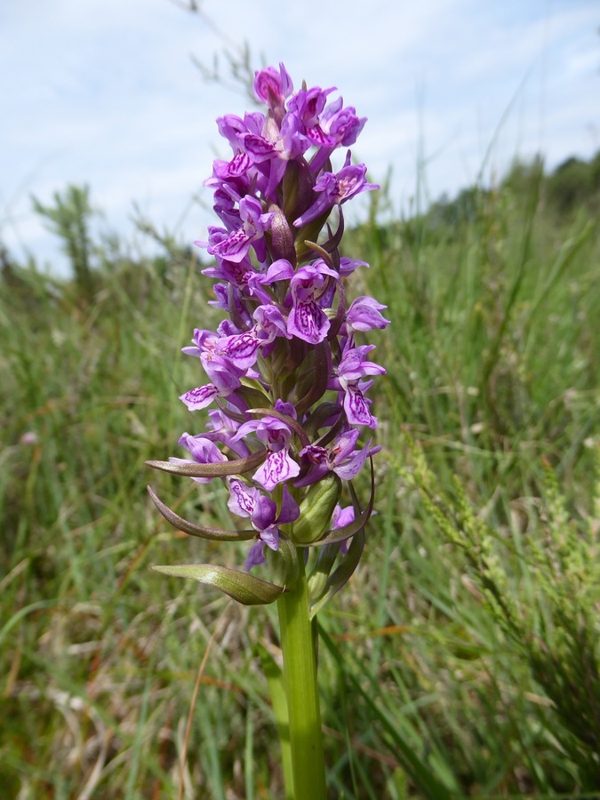 Marsh Orchid